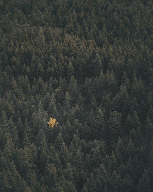 Single unique, yellow tree in an all green forest